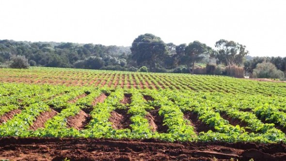 Une convention entre l’université de Mascara et le centre des études agronomiques de Montpellier (France)