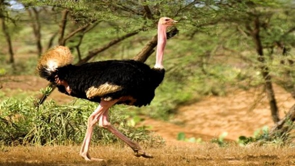 Algérie - Protection de la nature: plusieurs programmes pour la préservation des ressources animales et végétales (ANN)