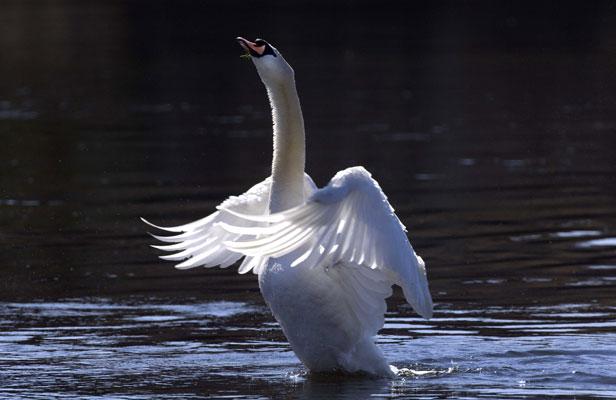 Planète - Les cygnes risquent la peine de mort à New York