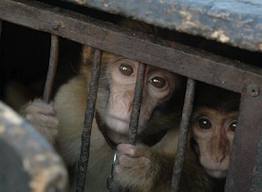 CHLEF -  Un couple de singes abattu