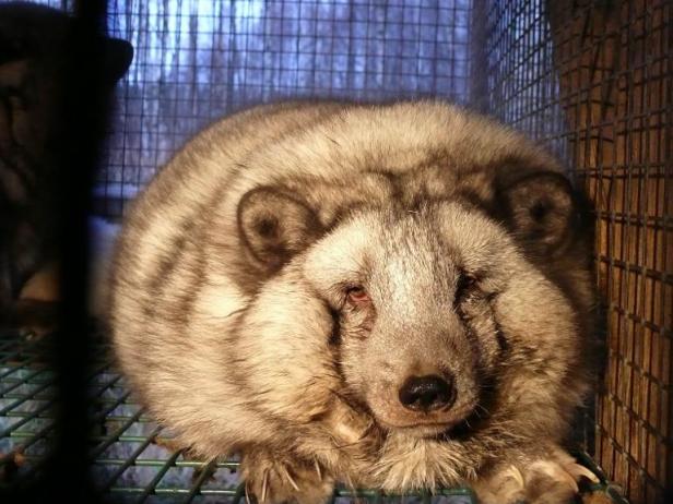 Planète - La fourrure de retour sur les podiums au grand dam des défenseurs des animaux