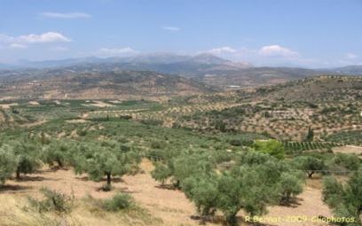 Algérie - M. AKLI MOUSSOUNI EXPERT EN AGRICULTURE L’A DÉCLARÉ HIER AU NIVEAU DE L'UGCAA: «Le programme de plantation d’un million d’oliviers est un échec»