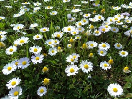 Verdure et fleurs de printemps