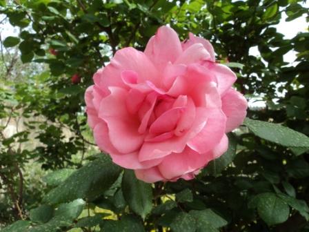 Verdure et fleurs de printemps