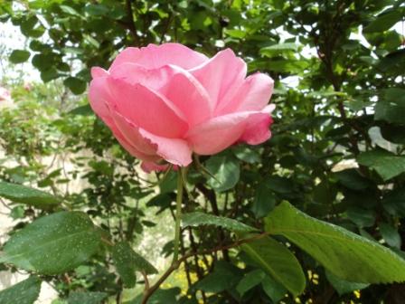 Verdure et fleurs de printemps