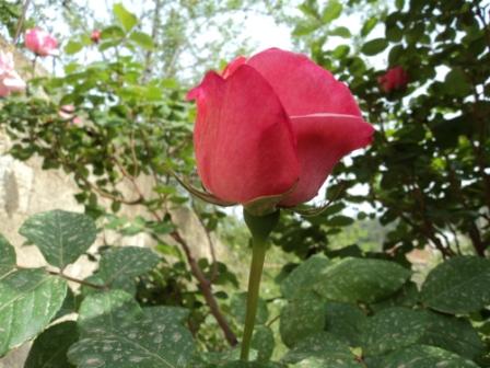 Verdure et fleurs de printemps