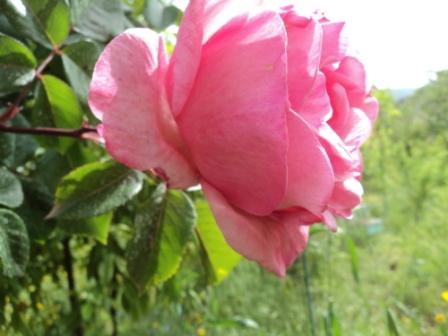 Verdure et fleurs de printemps