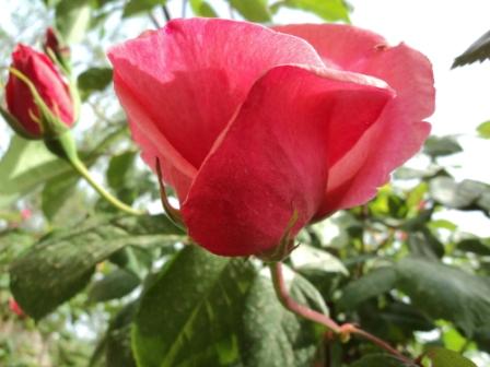 Verdure et fleurs de printemps