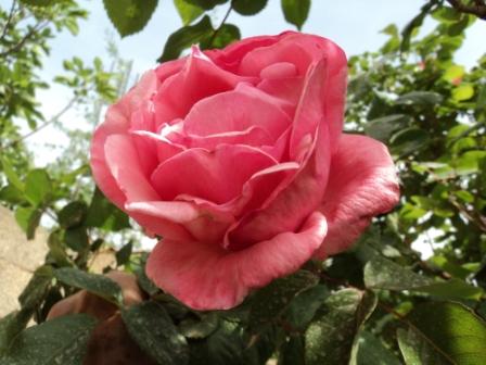 Verdure et fleurs de printemps