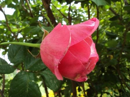 Verdure et fleurs de printemps