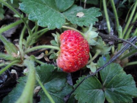 Fraise au jardin