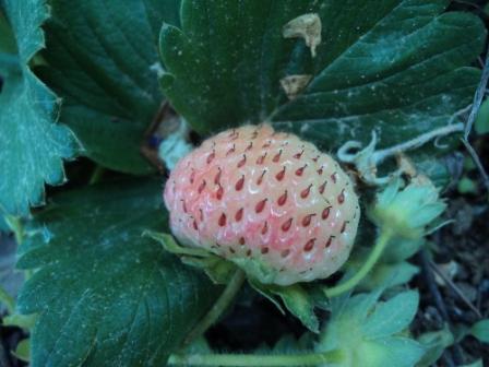 Fraise encore verte