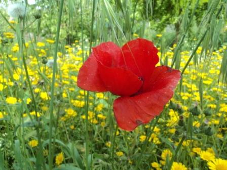Verdure et fleurs de printemps