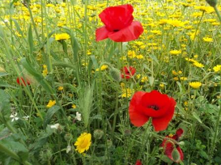Verdure et fleurs de printemps