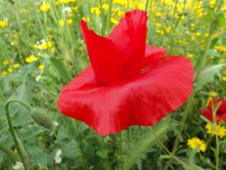 Verdure et fleurs de printemps