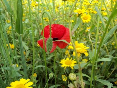 Verdure et fleurs de printemps
