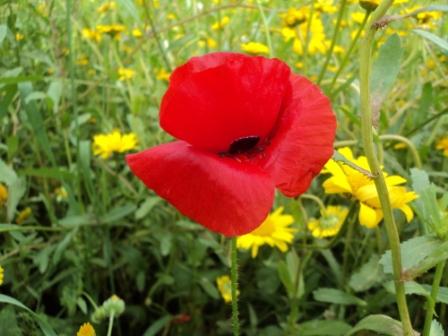 Verdure et fleurs de printemps