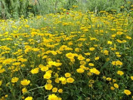 Verdure et fleurs de printemps