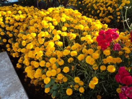 Verdure et fleurs de printemps