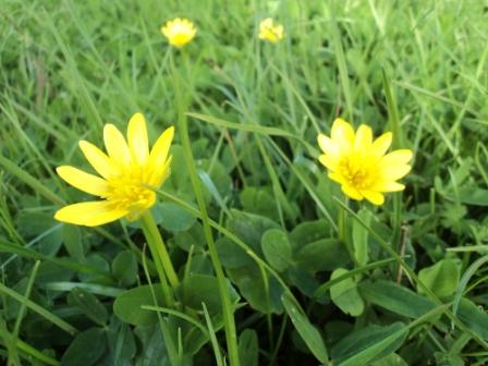 Verdure et fleurs de printemps