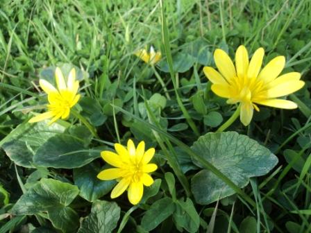Verdure et fleurs de printemps