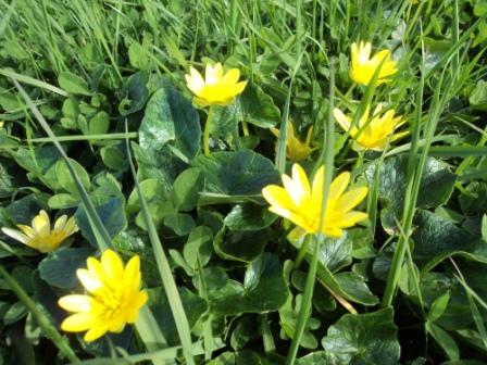 Verdure et fleurs de printemps