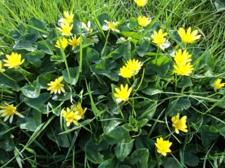 Verdure et fleurs de printemps