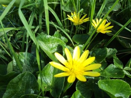 Verdure et fleurs de printemps