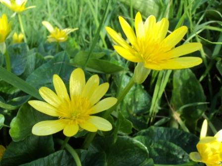 Verdure et fleurs de printemps