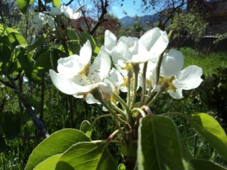 Verdure et fleurs de printemps