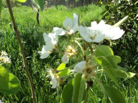 Verdure et fleurs de printemps