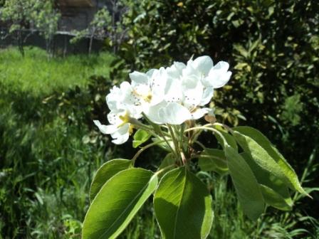 Verdure et fleurs de printemps