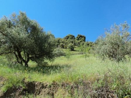 Printemps avec verdure et soleil