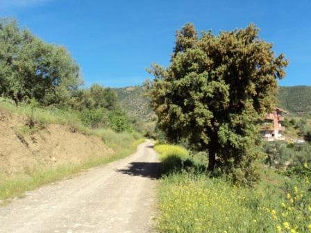 Printemps avec verdure et soleil