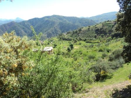 Printemps avec verdure et soleil