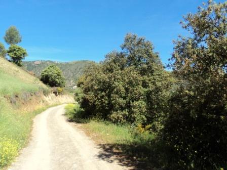 Printemps avec verdure et soleil