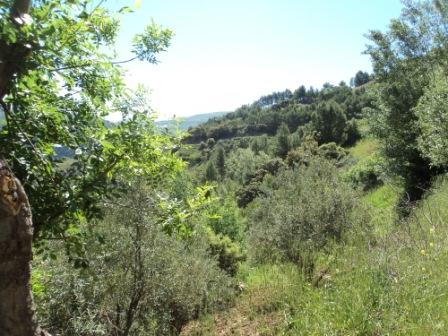 Printemps avec verdure et soleil