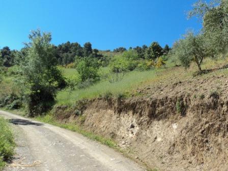 Printemps avec verdure et soleil