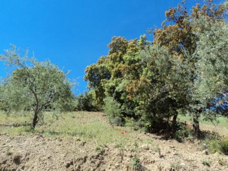 Printemps avec verdure et soleil