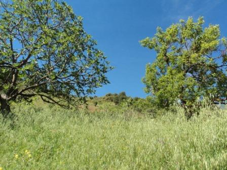 Printemps avec verdure et soleil