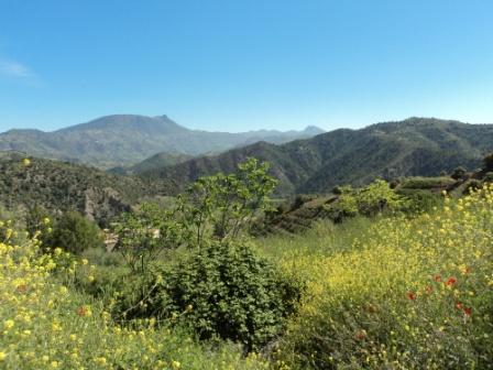 Printemps avec verdure et soleil