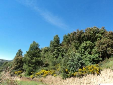 Printemps avec verdure et soleil