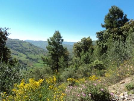 Printemps avec verdure et soleil