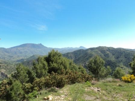 Printemps avec verdure et soleil