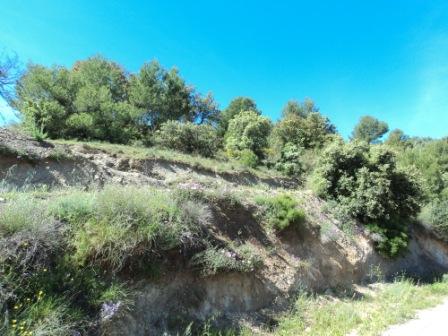 Printemps avec verdure et soleil