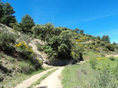 Printemps avec verdure et soleil