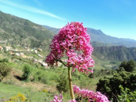 Printemps avec verdure et soleil