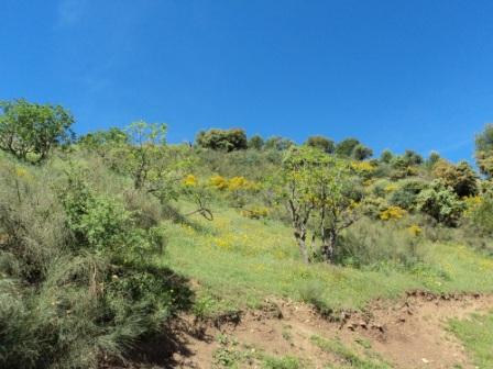 Printemps avec verdure et soleil