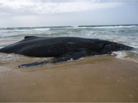 Une baleine échoue à la plage d'Azeffoun ( Tizi Ouzou)