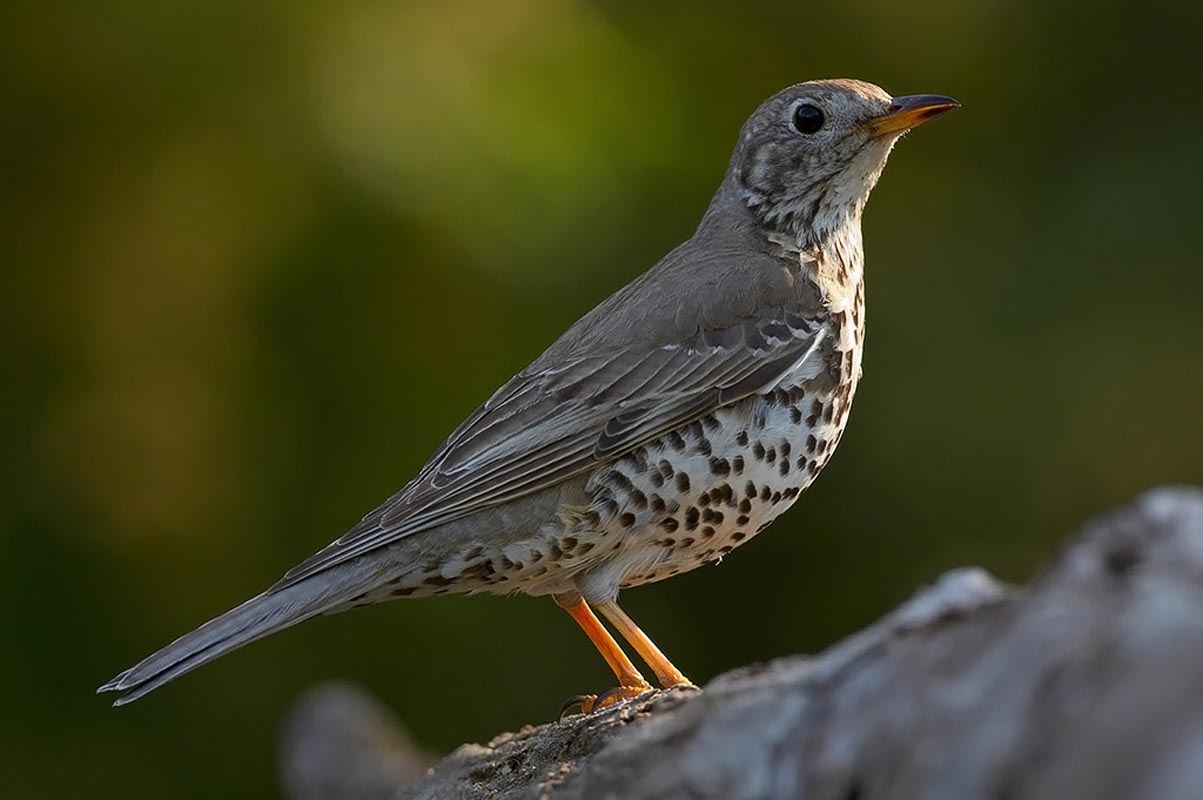 La grive draine à Grarem Gouga dans la wilaya de Mila